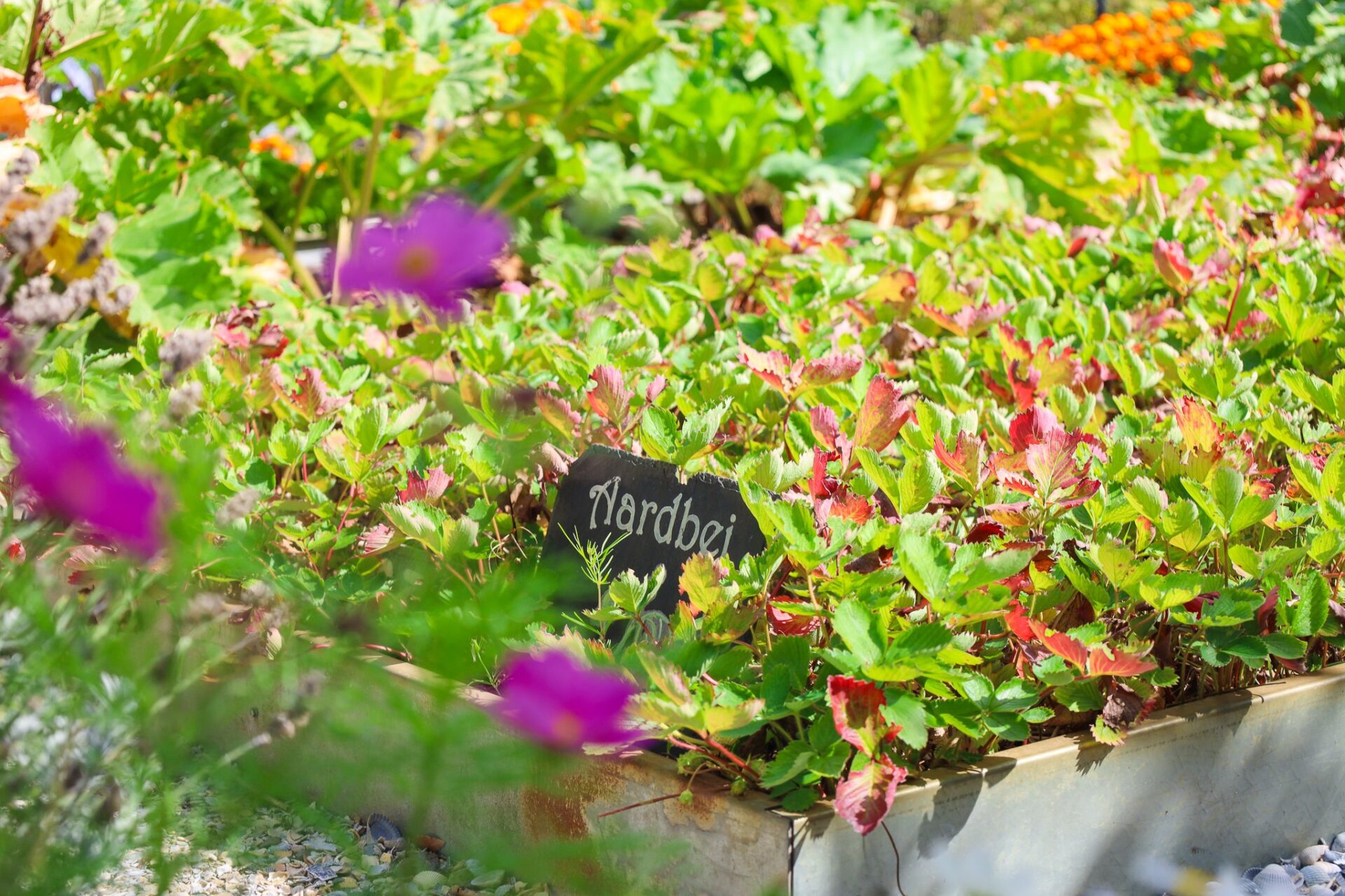 Ockenburgh Estate garden view